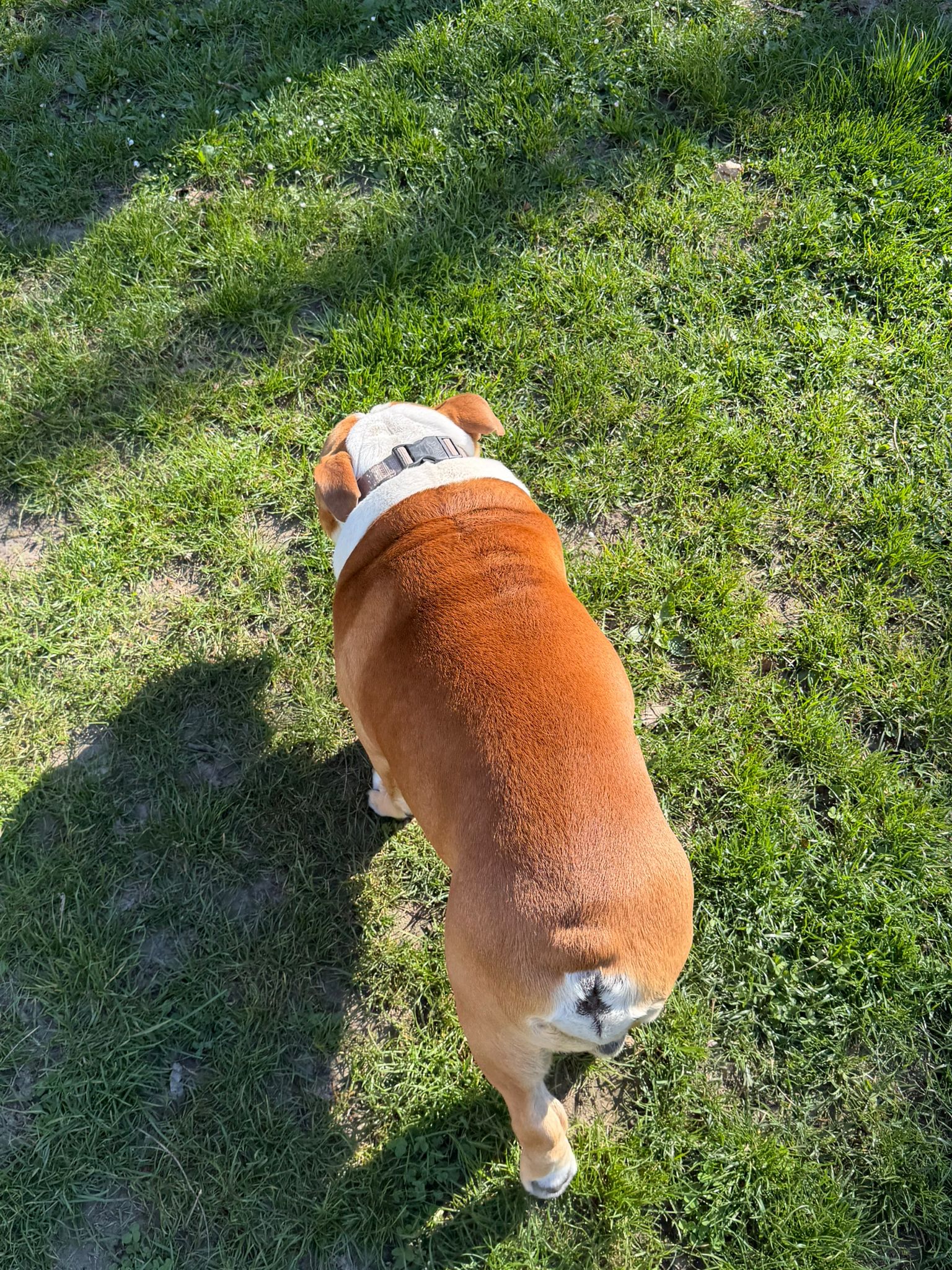 lilova srsť po používaní šampónu alavis